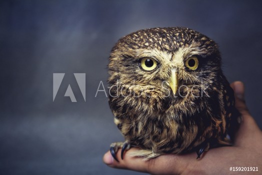 Bild på Portrait of a tamed owl on the arm